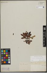 Foto von Salix waldsteiniana Willd.